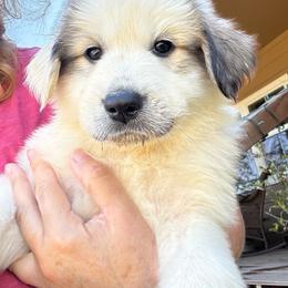 Clementine - White and badger female Great Pyrenees puppy in North Fork, California from Heritage Mountain Ranch