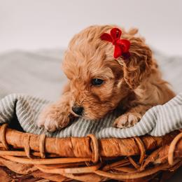 Light Pink - Apricot female Cavapoo puppy in Mckinney, Texas from Doodles of North Tx