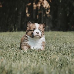 American Corgi and Pembroke Welsh Corgi Puppies from Witch Creek Corgis