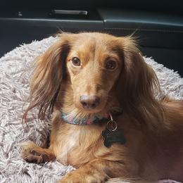 Jade  - Dachshund