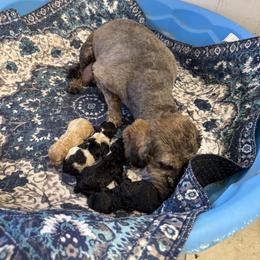 Cavapoo Puppies from Buttercup Doodles