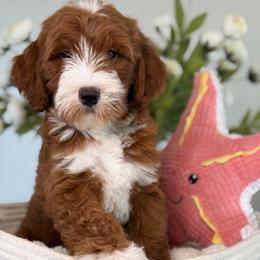 Scarlette - Red  female Goldendoodle puppy in Yuciapa, California from AlltheDoodlez_