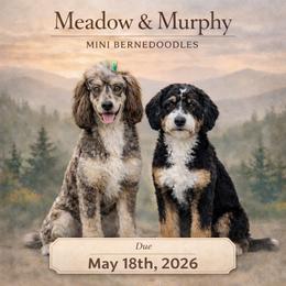 Bernedoodle puppies from Kim's Cove Dog Co.
