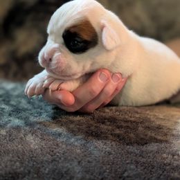 Sunny - White female Boxer puppy in New Holland, Pennsylvania from Shady Rill puppies