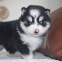 Kallie - Gray and white female Pomsky puppy in Apple Creek, Ohio from Kathryn Troyer