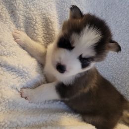 Boy 2 - Black and white Siberian Husky puppy in League City, Texas from Snow Dogs of League City