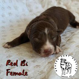 Topanga - Red & white female Toy Australian Shepherd puppy in Jaroso, Colorado from Heaven Sent Aussies