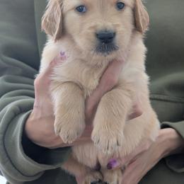 Puppy 7 - Golden female Golden Retriever puppy in San Tan Valley, Arizona from Top Gun Golden Retrievers