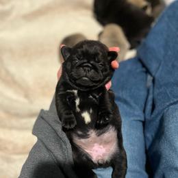Juniper - Black female Pug puppy in Grants Pass, Oregon from Malta Pugs