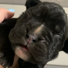 Girl 2 - Boxer puppy in Henderson, Tennessee from Vom Broadvalley