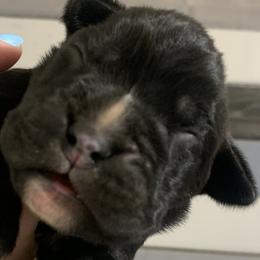 Girl 2 - Boxer puppy in Henderson, Tennessee from Vom Broadvalley