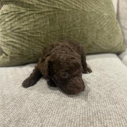 Jack - Brown male Poodle puppy in Poplarville, Mississippi from Southern Belle Poodles