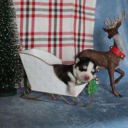 Green - Agouti and white male Siberian Husky puppy in York, Pennsylvania from Spalla Pups