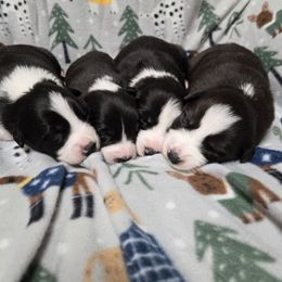 Boy 1 - Black and white male Border Collie puppy in Richland, Pennsylvania from Winter Creek Border Collies