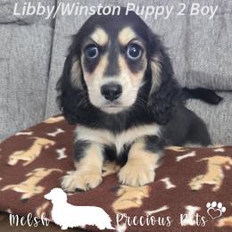 Puppy 2 - Black and cream male Dachshund puppy in Anamosa, Iowa from Melsh Precious Pets