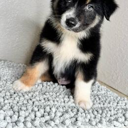 Mav - Black tri-color male Australian Shepherd puppy in Polk City, Florida from Skaky Shepherds