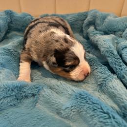 Easter - Black tri male Toy Australian Shepherd puppy in Norco, California from River Springs Aussies