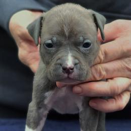 Blue Brindle Girl 1 - Blue brindle female American Staffordshire Terrier puppy in Kankakee, Illinois from GrinNation Noble Am Staffs