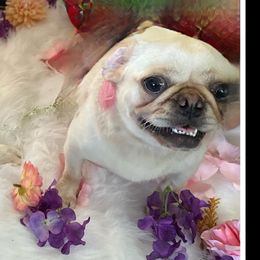 Pugs from Jamie's Rainbow Pugs