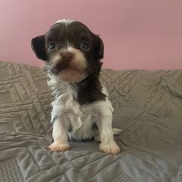 Larry - Chocolate male Havanese puppy in Portage, Indiana from Happiness in Havanese