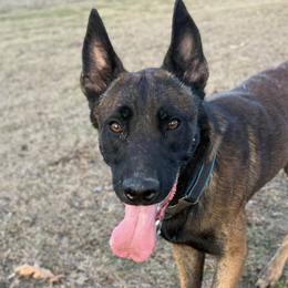 Belgian Malinois and Sporty Mixes from Dark Sky Kennels