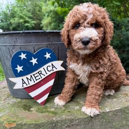 Kirby - Red male Labradoodle puppy in English, Indiana from Doodle Darlings