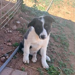 Spider - Black and white male Border Collie puppy in Taylor, Arizona from Vowell Farm Border Collies