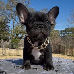 Morton - Black male French Bulldog puppy in Porter, Texas from Whatabulldog