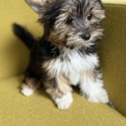 Biewer Terrier Puppies from Olena Niemchynova