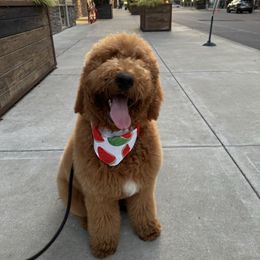 Goldendoodle All Grown Up from Dawnie’s Doodles