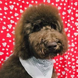 Brodie - Goldendoodle