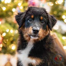 Cocoa - Black tri male Miniature Australian Shepherd puppy in Buna, Texas from R & C Kennels
