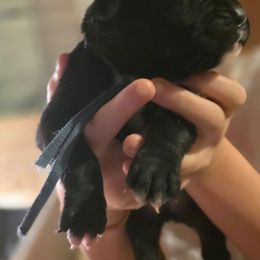 Blue - Brindle male Boxer puppy in Caspian, Michigan from Andrus Family Boxers