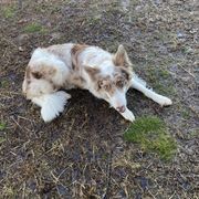 Aussiedoodles, Border Collies, and Bordoodles from Chwalinski Ranch