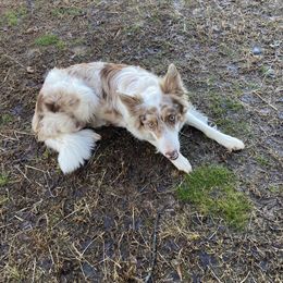 Aussiedoodles, Border Collies, and Bordoodles from Chwalinski Ranch