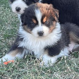 Australian Shepherd Puppies from South Ridge Aussies