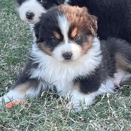Australian Shepherd Puppies from South Ridge Aussies