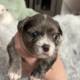Kevin - Merle male Chihuahua puppy in Mishawaka, Indiana from Tiny Paw Stars LLC