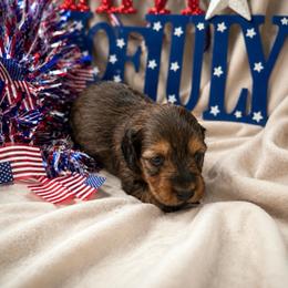 Purple collar female - Red female Dachshund puppy in Pleasant Plains, Arkansas from JGBs Dachshunds