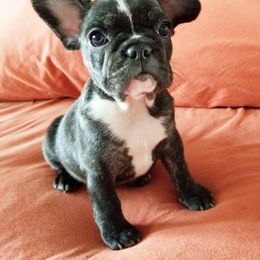 French Bulldog Puppies from Toley's French Bulldogs