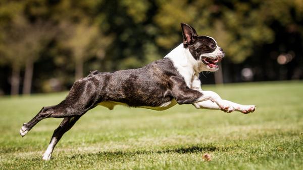 Find Boston Terrier puppies for sale near White Plains, NY