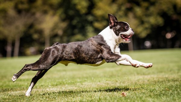 Find Boston Terrier puppies for sale near Philadelphia, PA