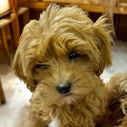 Tyler - Goldendoodle