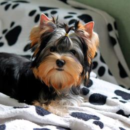 Kaya - Yorkshire Terrier