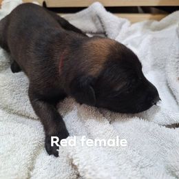 Red - Red sable female Belgian Malinois puppy in Chico, Texas from North Texas Working Malinois