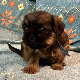 Rhett - Black and tan male Brussels Griffon puppy in Easley, South Carolina from Full of Shih Tzus