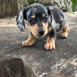 Eloise - Dapple female Dachshund puppy in Industry, Illinois from KDKs Kennels