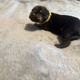 Yellow collar boy - Black and rust male Doberman Pinscher puppy in Jefferson Township, New Jersey from Tristel Dobermans