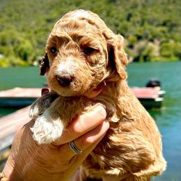 Aurora - Apricot female Aussiedoodle puppy in Upper Lake, California from Redwood Aussiedoodles