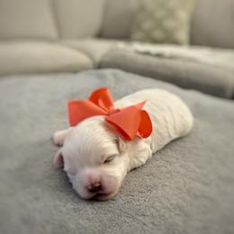 Light pink - White female Maltese puppy in Kenosha, Wisconsin from Richter Family Puppies